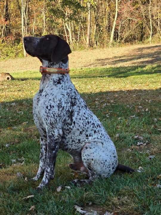 German Shorthaired Pointer Puppies breeder image 13