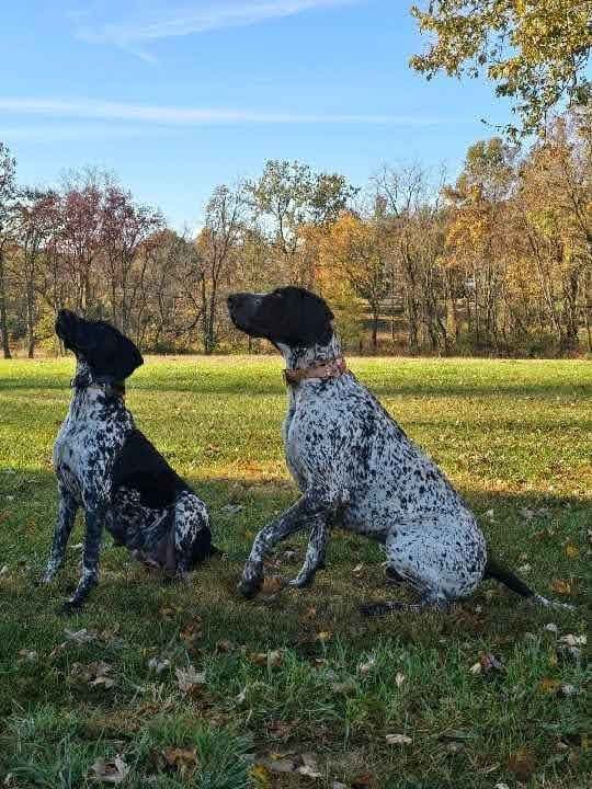 German Shorthaired Pointer Puppies breeder image 14