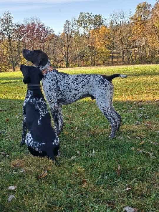 German Shorthaired Pointer Puppies breeder image 15