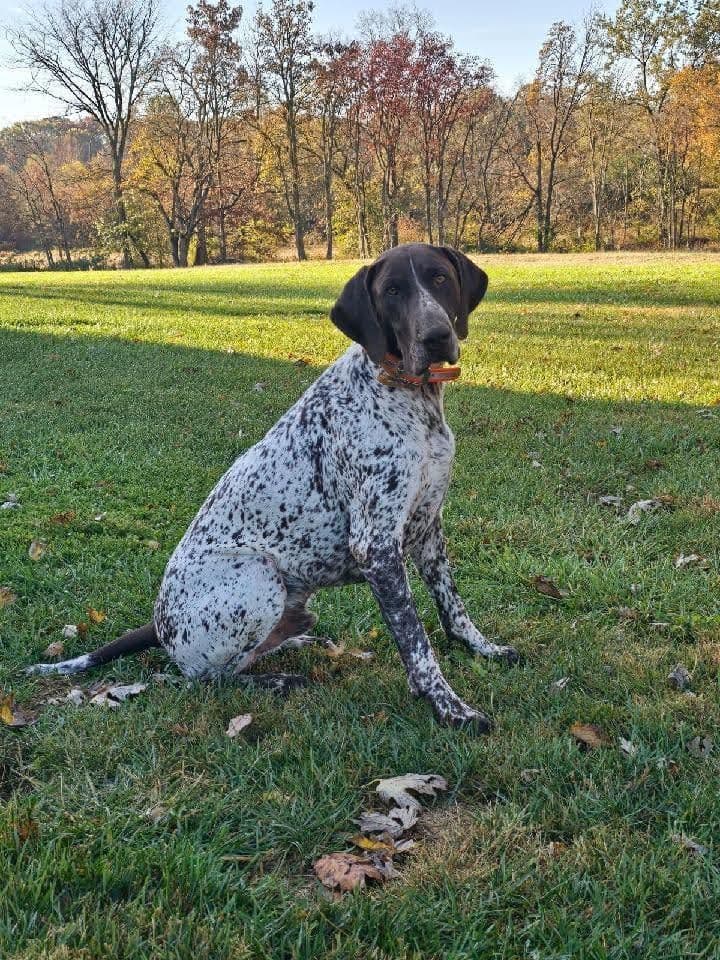 German Shorthaired Pointer Puppies breeder image 17