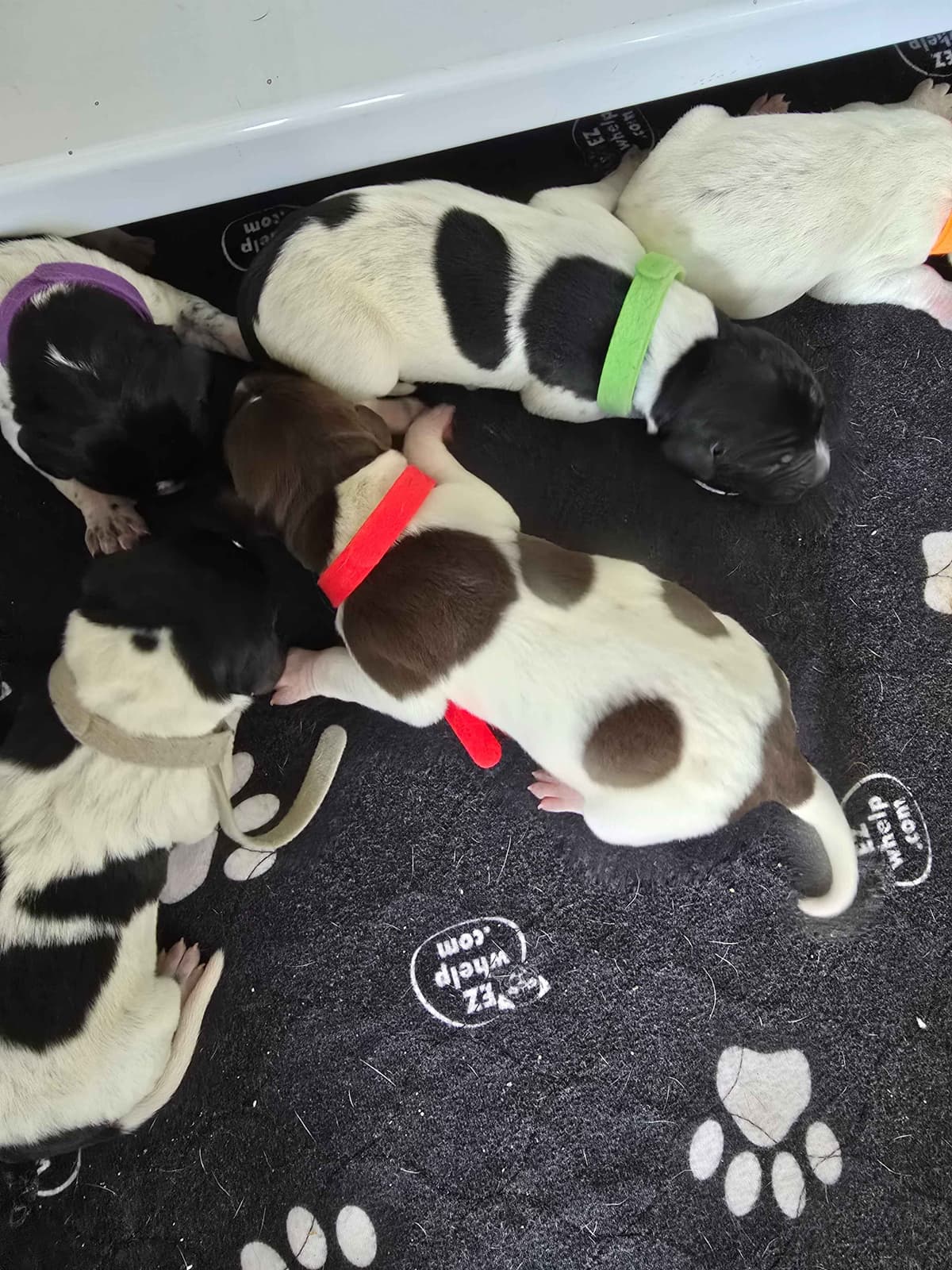 German Shorthaired Pointer Puppies breeder image 8