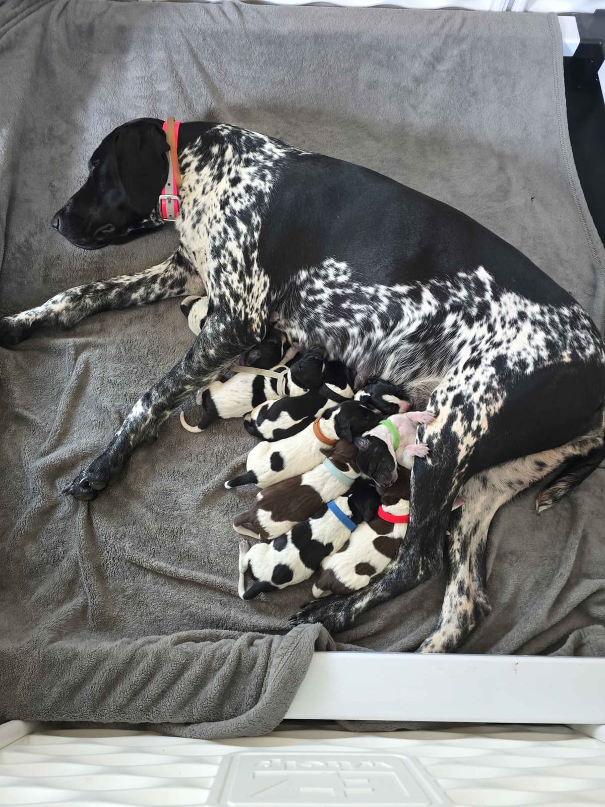 German Shorthaired Pointer Puppies breeder image 6