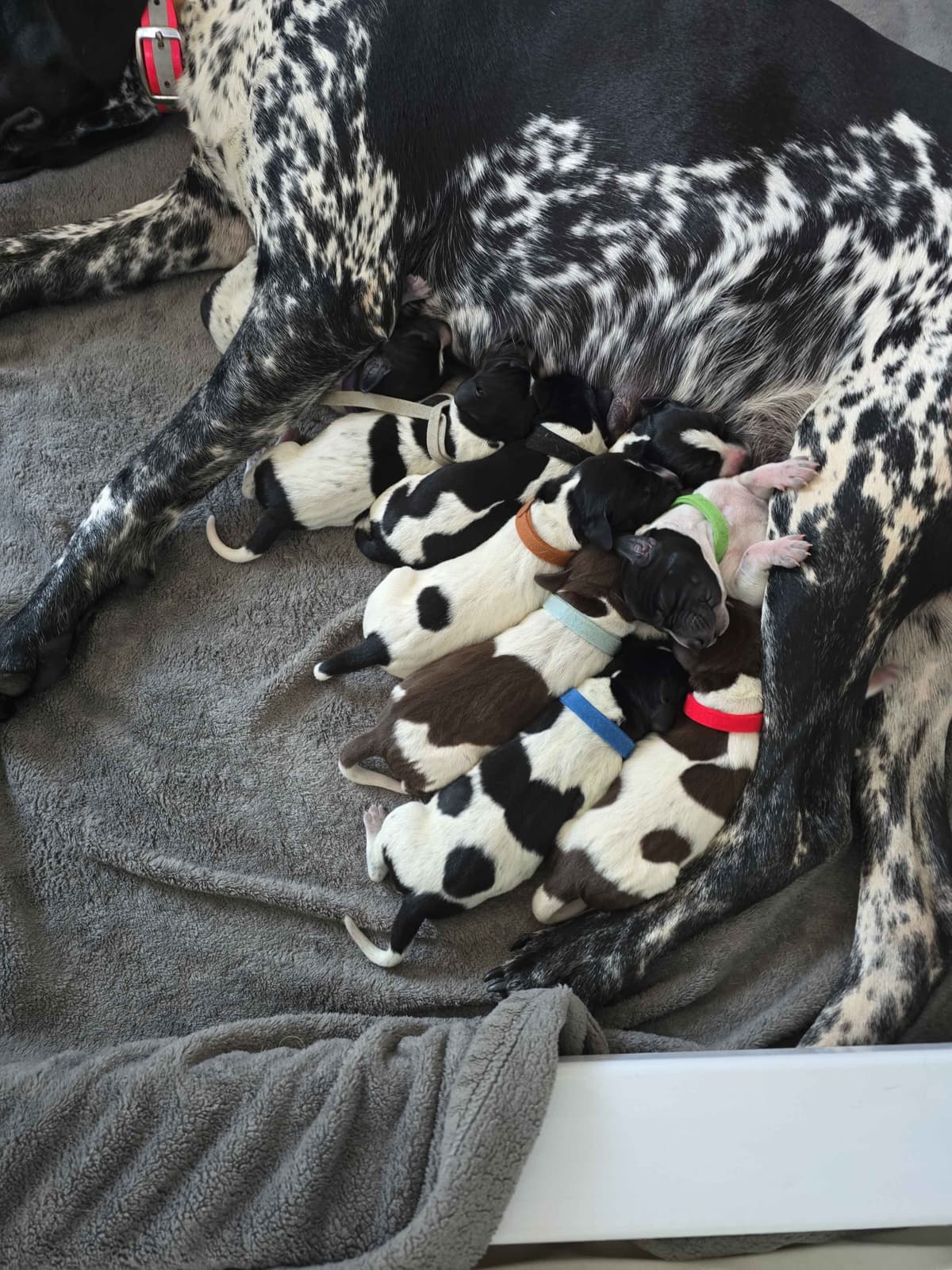 German Shorthaired Pointer Puppies breeder image 10