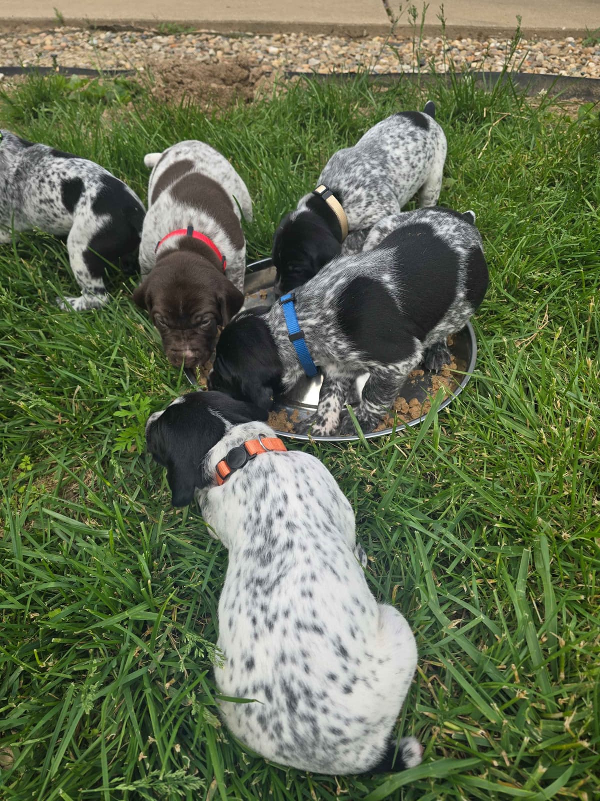 German Shorthaired Pointer Puppies breeder image 1