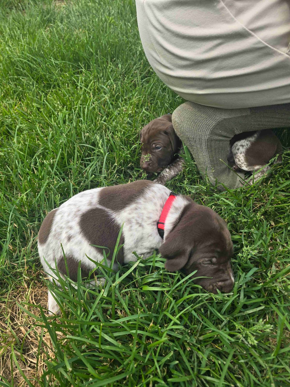 German Shorthaired Pointer Puppies breeder image 5