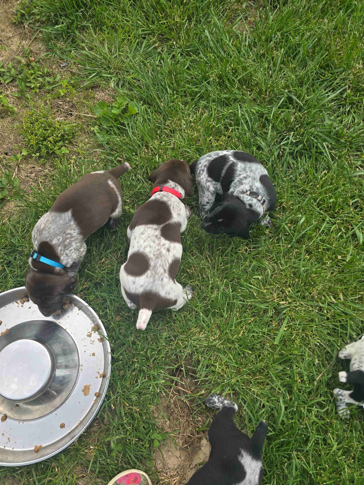 German Shorthaired Pointer Puppies breeder image 3