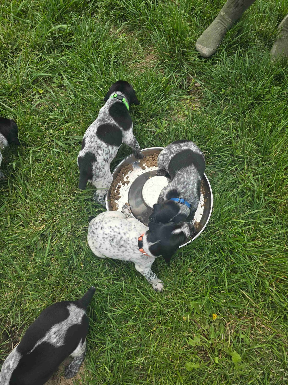 German Shorthaired Pointer Puppies breeder image 4
