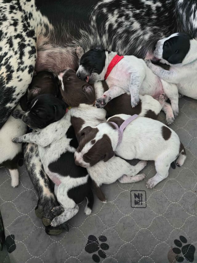 German Shorthaired Pointer Puppies media 2
