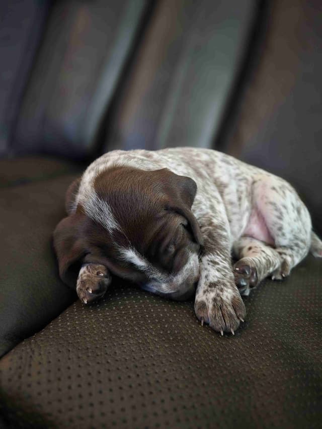 German Shorthaired Pointer Puppies media 3