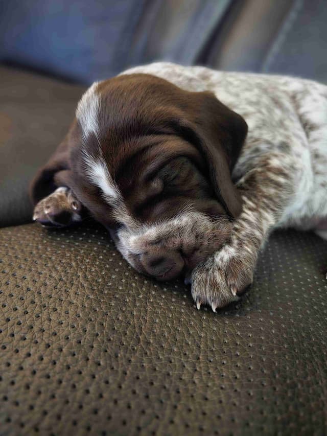 German Shorthaired Pointer Puppies media 4