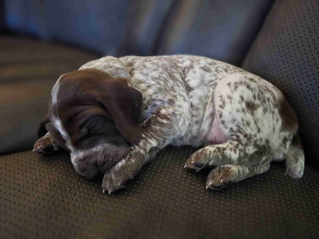German Shorthaired Pointer Puppies media 5
