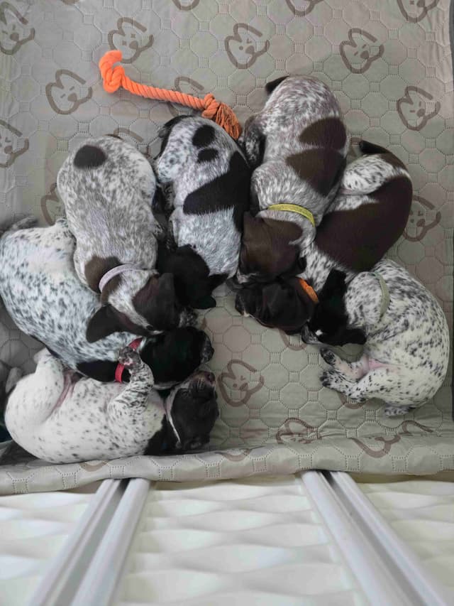German Shorthaired Pointer Puppies media 7