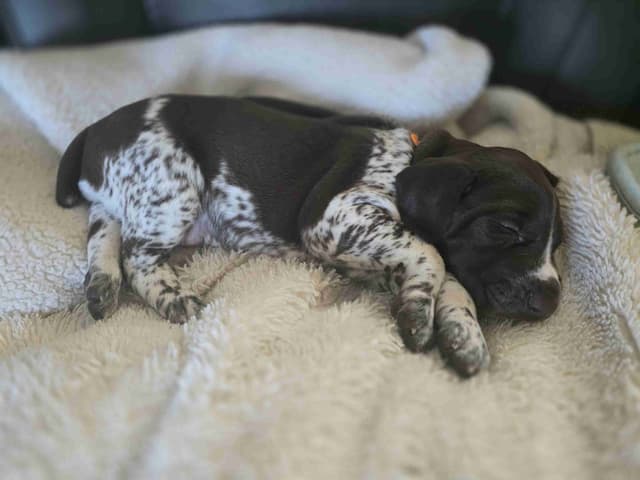 German Shorthaired Pointer Puppies media 8