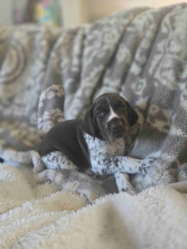 German Shorthaired Pointer Puppies media 9