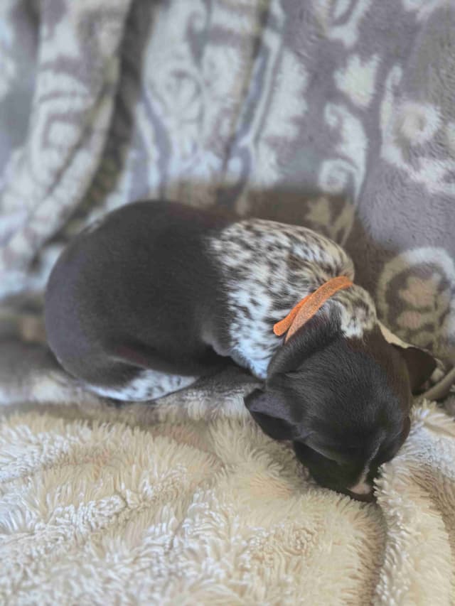 German Shorthaired Pointer Puppies media 10
