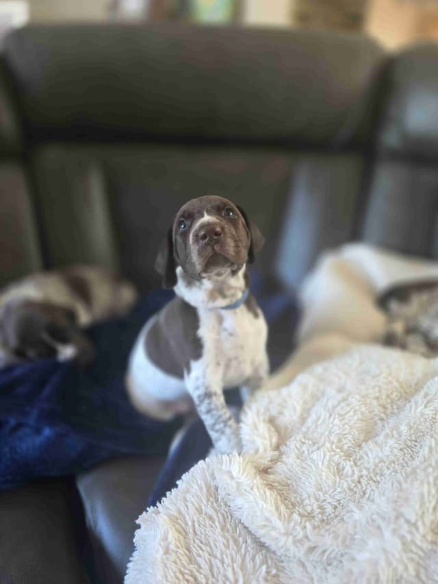 German Shorthaired Pointer Puppies media 11