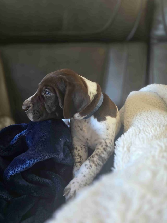German Shorthaired Pointer Puppies media 12
