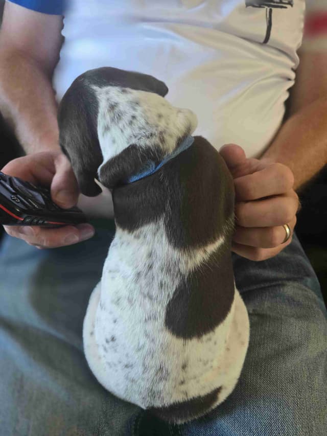 German Shorthaired Pointer Puppies media 13