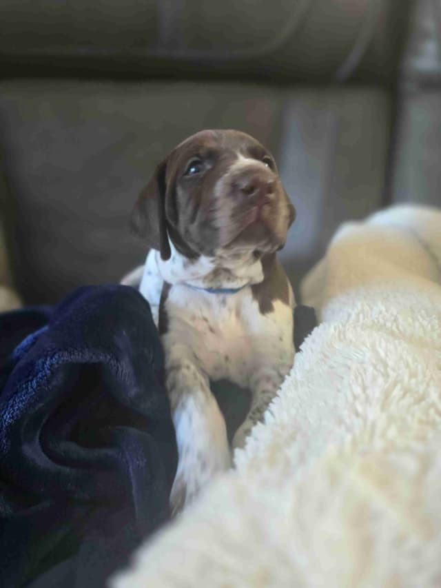 German Shorthaired Pointer Puppies media 14