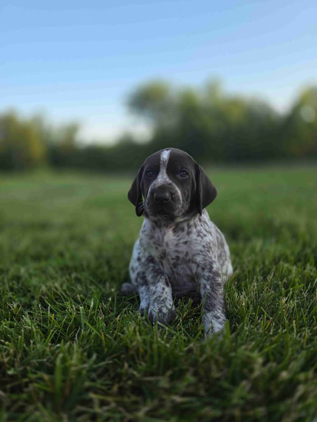 German Shorthaired Pointer Puppies media 15