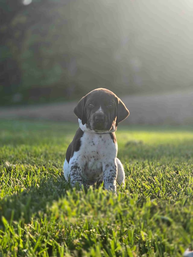German Shorthaired Pointer Puppies media 16
