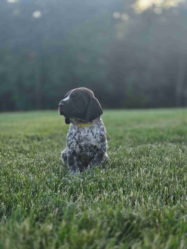 German Shorthaired Pointer Puppies media 19
