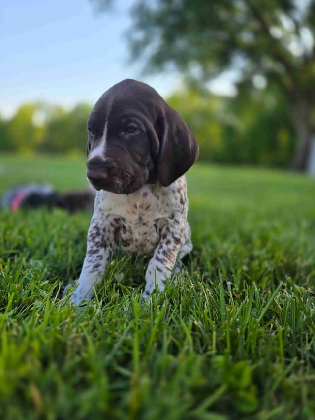 German Shorthaired Pointer Puppies media 20
