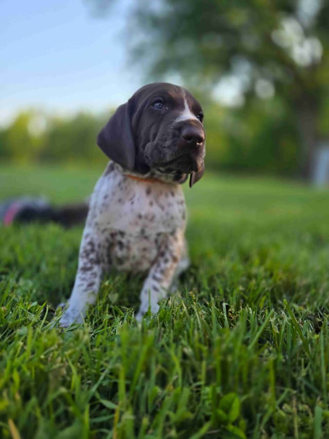 German Shorthaired Pointer Puppies media 21