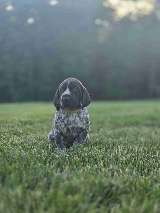 German Shorthaired Pointer Puppies media 22