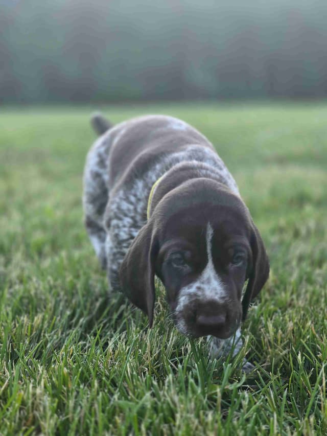 German Shorthaired Pointer Puppies media 23