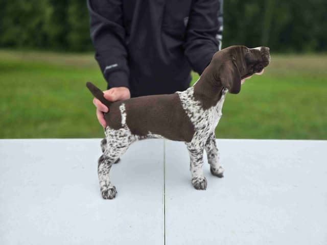 German Shorthaired Pointer Puppies media 24