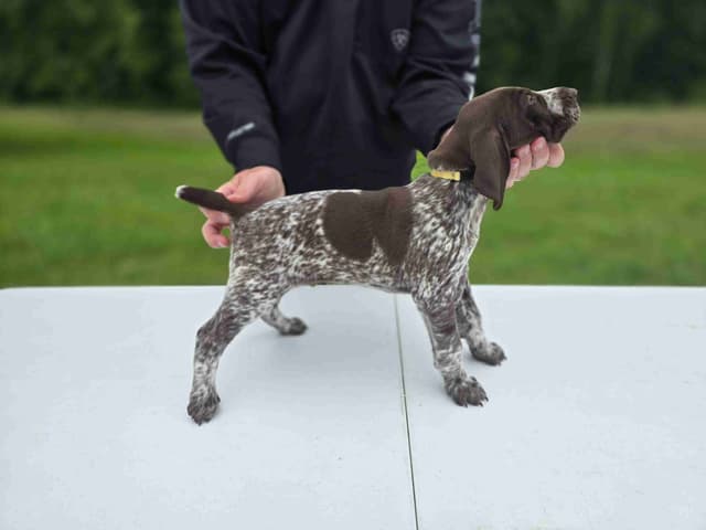 German Shorthaired Pointer Puppies media 25