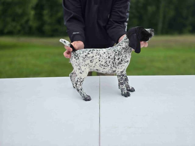 German Shorthaired Pointer Puppies media 26