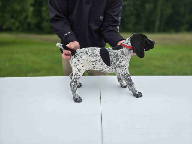 German Shorthaired Pointer Puppies media 27