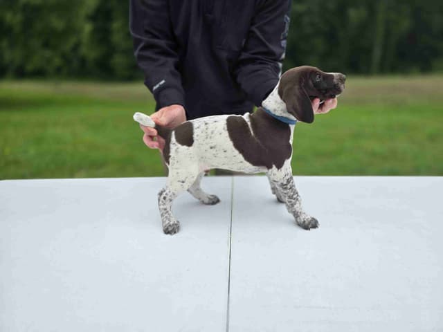 German Shorthaired Pointer Puppies media 28