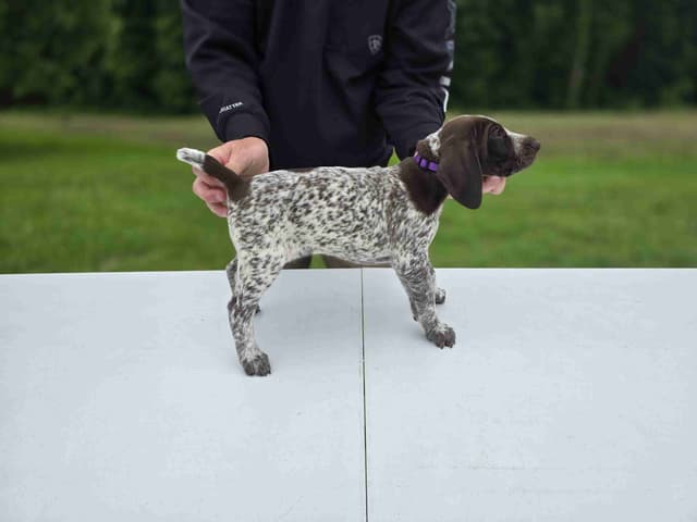 German Shorthaired Pointer Puppies media 29