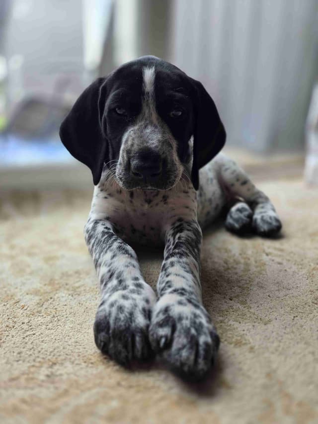 German Shorthaired Pointer Puppies media 30