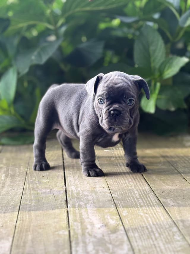 French Bulldog Puppies media 2