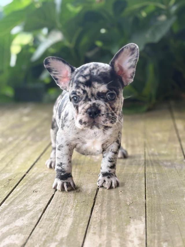 French Bulldog Puppies media 3