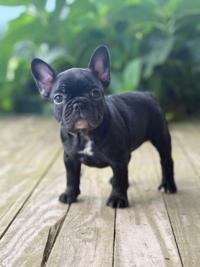 French Bulldog Puppies media 4