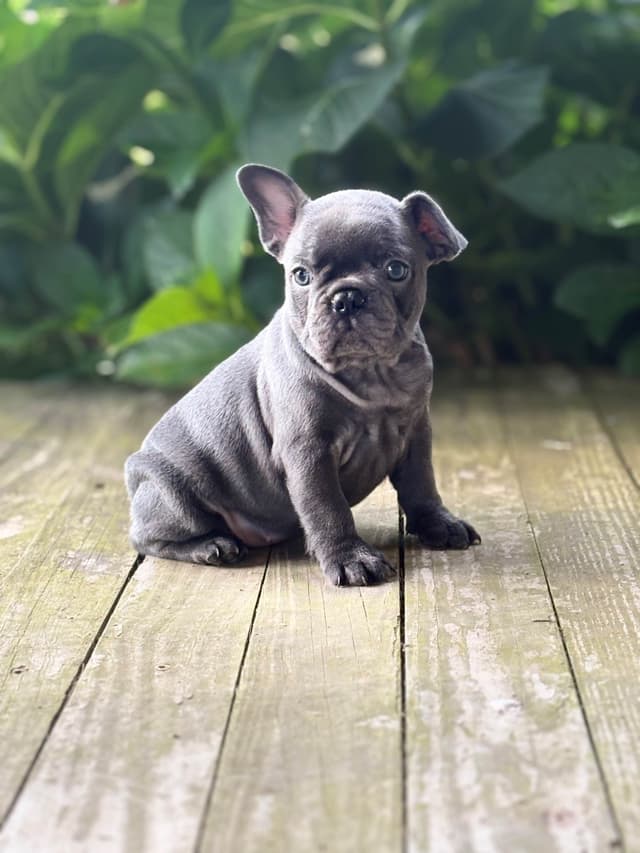 French Bulldog Puppies media 5