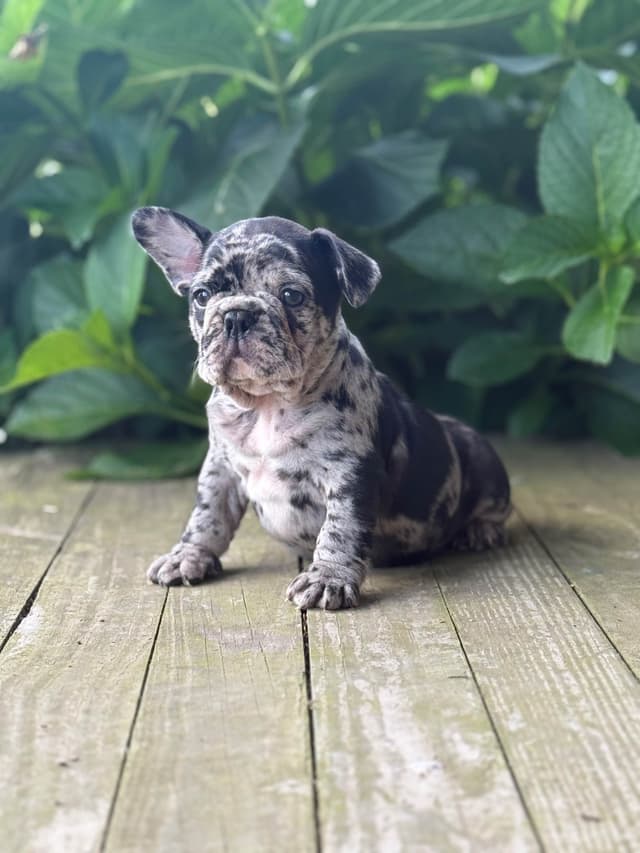 French Bulldog Puppies media 6