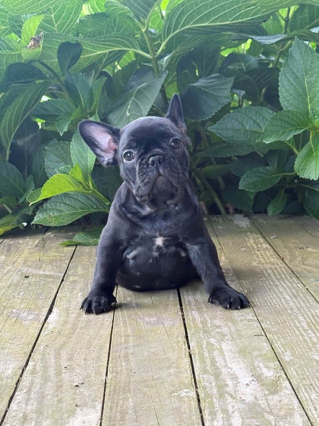 French Bulldog Puppies media 7
