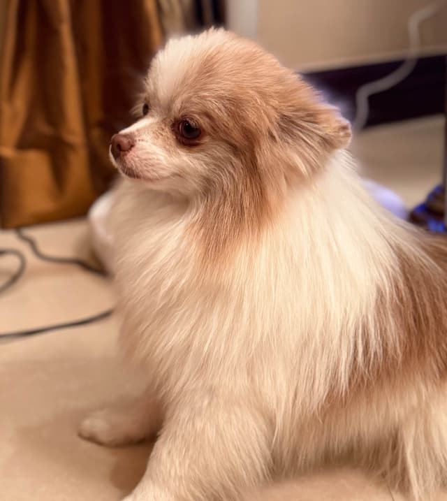 Pomeranian lilac media 2