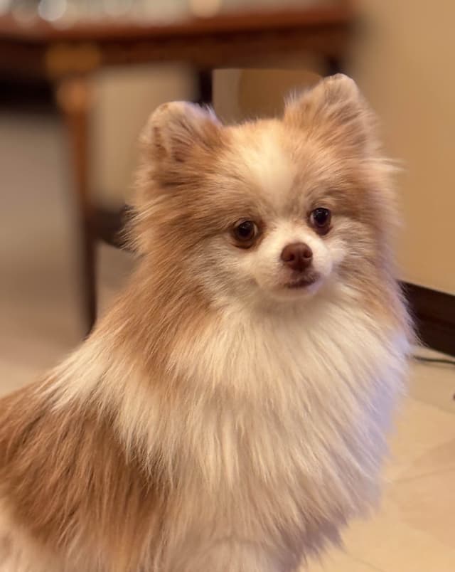 Pomeranian lilac media 3