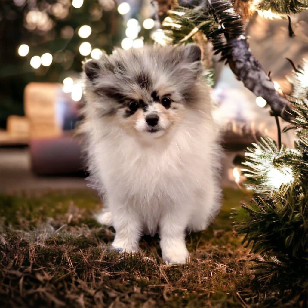 Pomeranian lilac breeder image 1