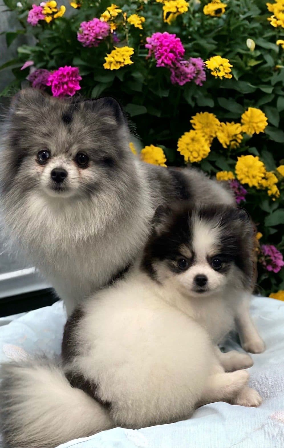 Pomeranian lilac breeder image 3