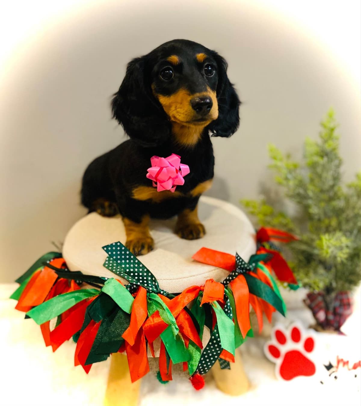 Dachshund Puppy (Russian) AKC Champion Bloodline breeder image 1