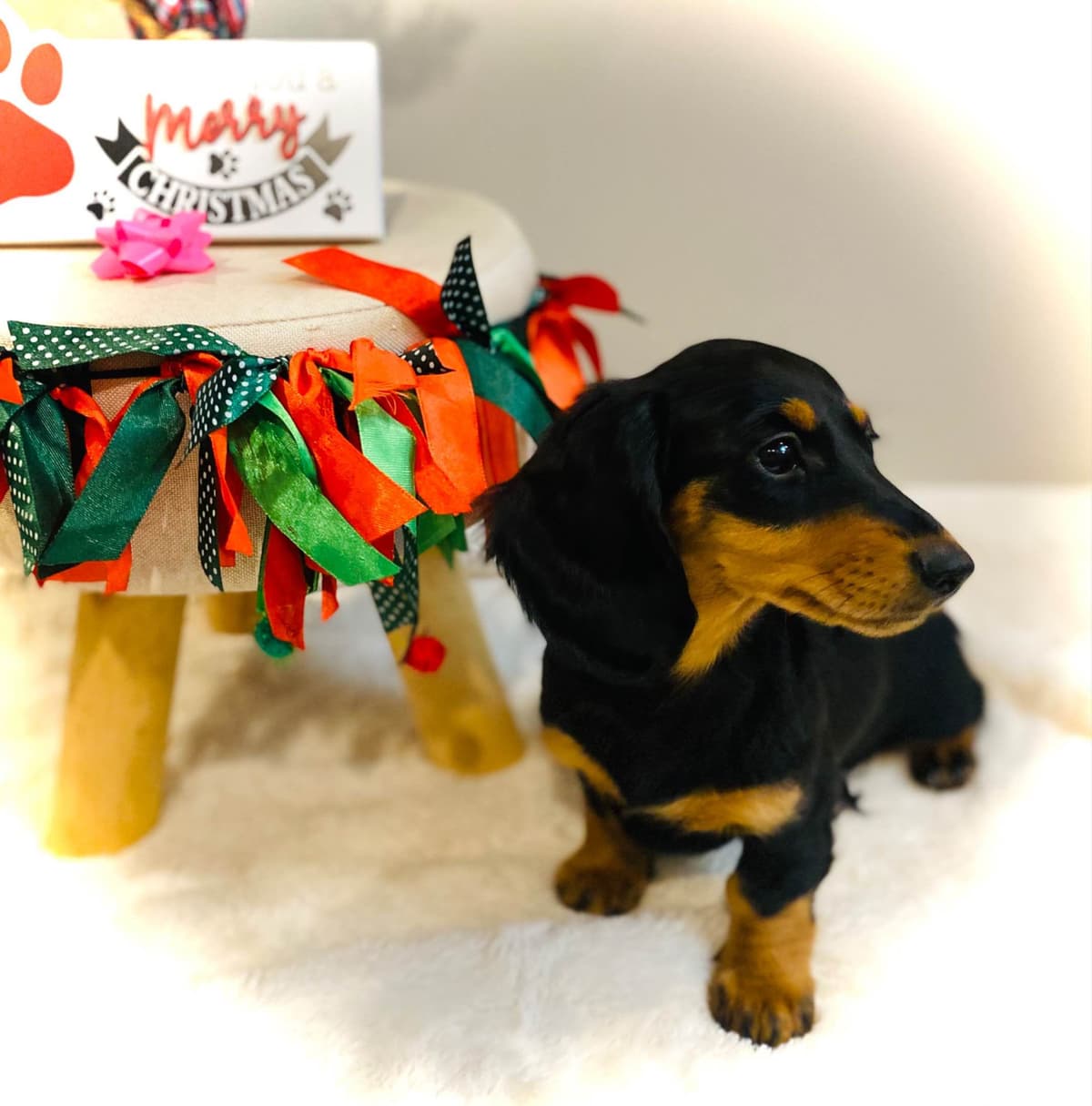 Dachshund Puppy (Russian) AKC Champion Bloodline breeder image 7