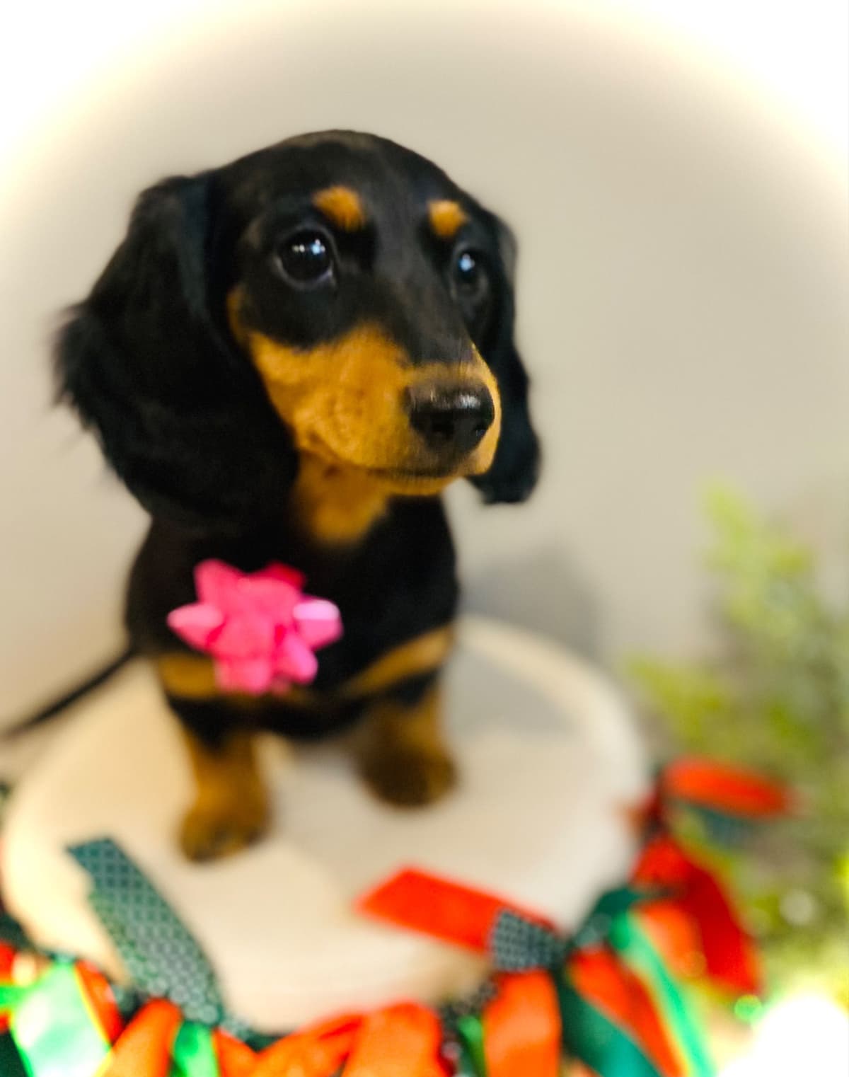 Dachshund Puppy (Russian) AKC Champion Bloodline breeder image 3